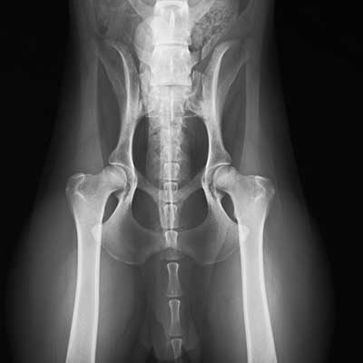 Röntgenfoto Heupen Duitse Staande Langhaar